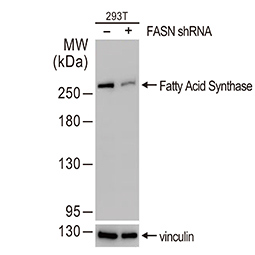 PTEN antibody (GTX101025)