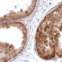 HSC70 antibody