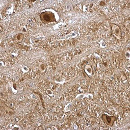 VCP antibody