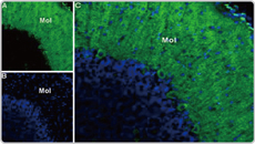 Cav3.1 antibody (GTX54760)