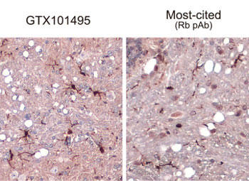 Iba1 antibody