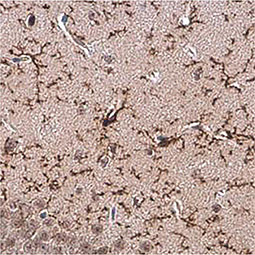 TMEM119 antibody