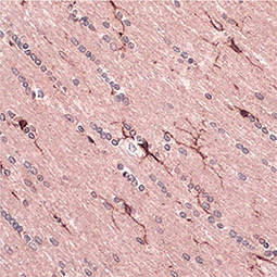 CD11b antibody