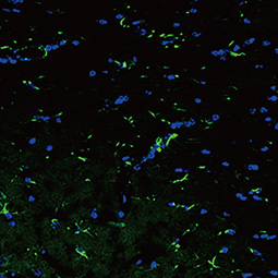 IL10 antibody