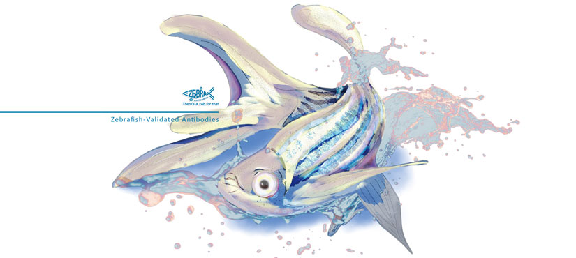 Zebrafish Antibodies