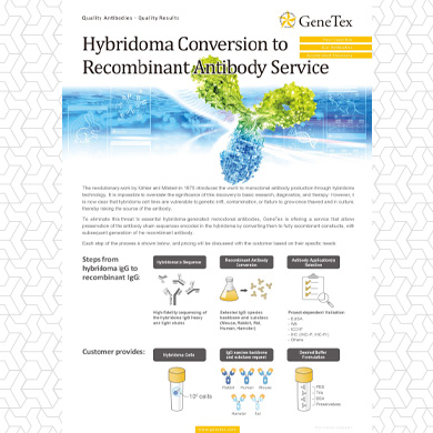 Hybridoma Conversion flyer