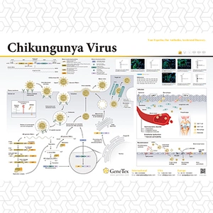 Chikungunya Virus
