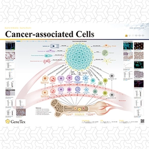 Cancer-associated Cells