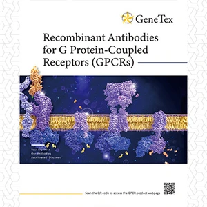 Recombinant Antibodies  for G Protein-Coupled Receptors (GPCRs)
