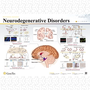 Neurodegenerative Disorders
