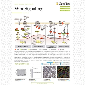 Wnt Signaling