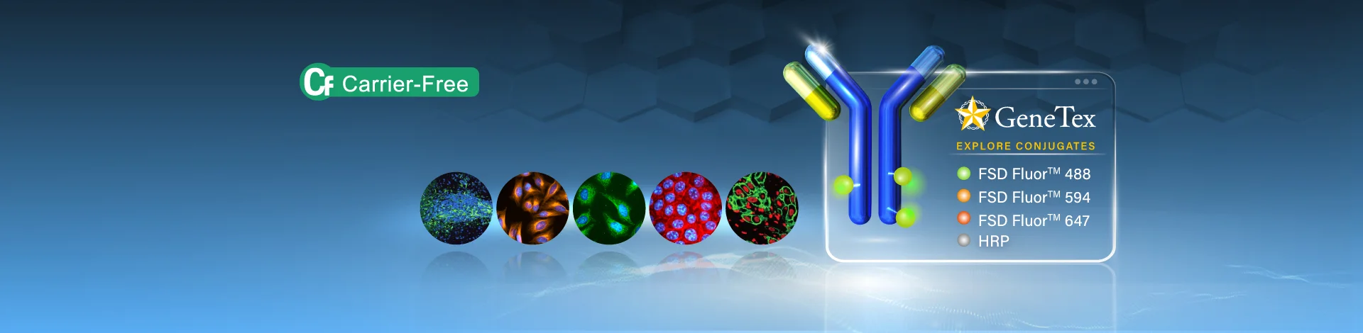 Conjugated Antibodies