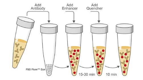 FSD Fluor™ Antibody Labeling Kits