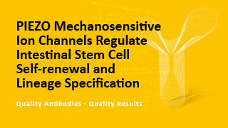 PIEZO Mechanosensitive Ion Channels Regulate Intestinal Stem Cell Self-renewal and Lineage Specification