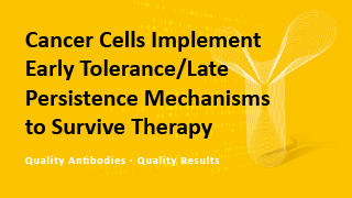 Cancer Cells Implement Early Tolerance/Late Persistence Mechanisms to Survive Therapy