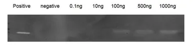 Pig MMP9 protein, His tag (active). GTX00050-pro