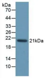Rat Caspase 1 protein, His tag. GTX00060-pro