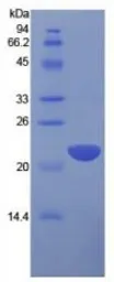 Human IL1 alpha protein, His tag (active). GTX00067-pro