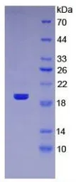 Human TRAIL protein, His tag. GTX00068-pro