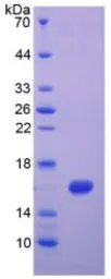 Human Interferon gamma protein, His tag (active). GTX00083-pro