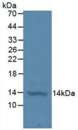 Human IGF1 protein, His tag (active). GTX00085-pro