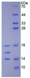 Human IL15 protein, His tag (active). GTX00088-pro