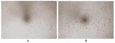 Human TGF alpha protein, His tag (active). GTX00100-pro