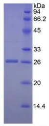 Human Granzyme M protein, His tag (active). GTX00112-pro