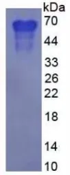 Human Osteopontin protein, His tag (active). GTX00123-pro