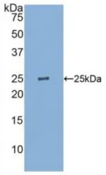 Human GSTP1 protein, His tag. GTX00125-pro