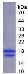 Human VEGF121 protein, His tag (active). GTX00136-pro