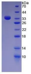 Human Fibronectin protein, His tag. GTX00165-pro