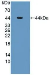 Human MDM2 protein, His tag. GTX00176-pro