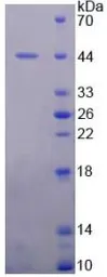Human MDM2 protein, His tag. GTX00176-pro