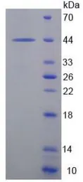 Human EG-VEGF protein, GST tag (active). GTX00186-pro