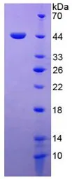 Human MIF protein, His and GST tag. GTX00197-pro