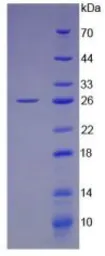 Human LIF protein, His tag (active). GTX00201-pro