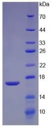 Human TGF beta 2 protein, His tag (active). GTX00211-pro