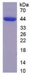 Human CX3CL1 protein, His tag (active). GTX00214-pro