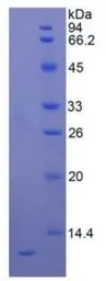Human CXCL8 / IL8 protein, His tag (active). GTX00228-pro