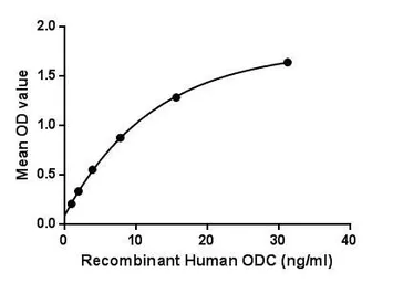 Human ODC protein, His tag. GTX00239-pro