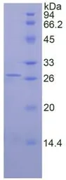 Human ODC protein, His tag. GTX00240-pro