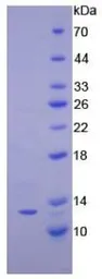 Human CXCL10 / IP10 protein, His tag (active). GTX00242-pro