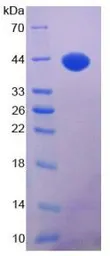 Human IGF1 protein, His tag (active). GTX00250-pro