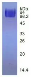 Human VEGF Receptor 2 protein, His tag (active). GTX00259-pro
