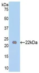Human FGF13 protein, His tag. GTX00266-pro