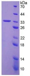 Human p53 protein, His tag (active). GTX00268-pro