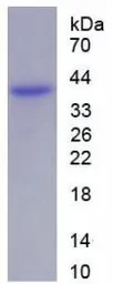 Human Annexin II protein, His tag (active). GTX00273-pro