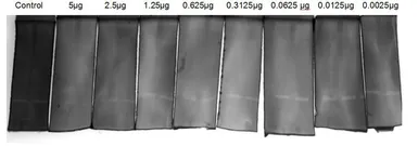 Human TFPI2 protein, His tag (active). GTX00278-pro