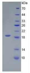 Mouse IL18 protein, His tag (active). GTX00284-pro